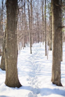 开云体育在线下载-世界青少年雪地徒步挑战赛在东北热情开跑，雪地徒步穿越