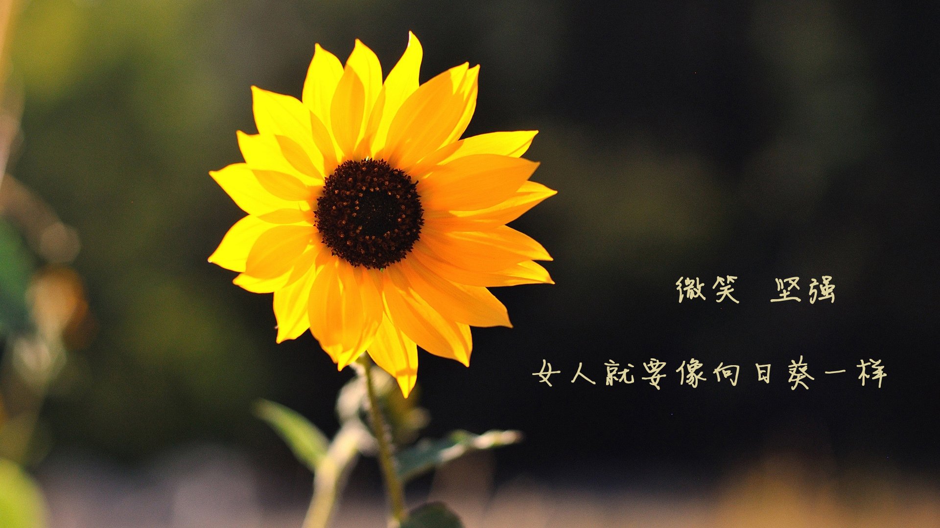 开云体育app在线-西甲球队利用动态热区图优化防守压力分配策略