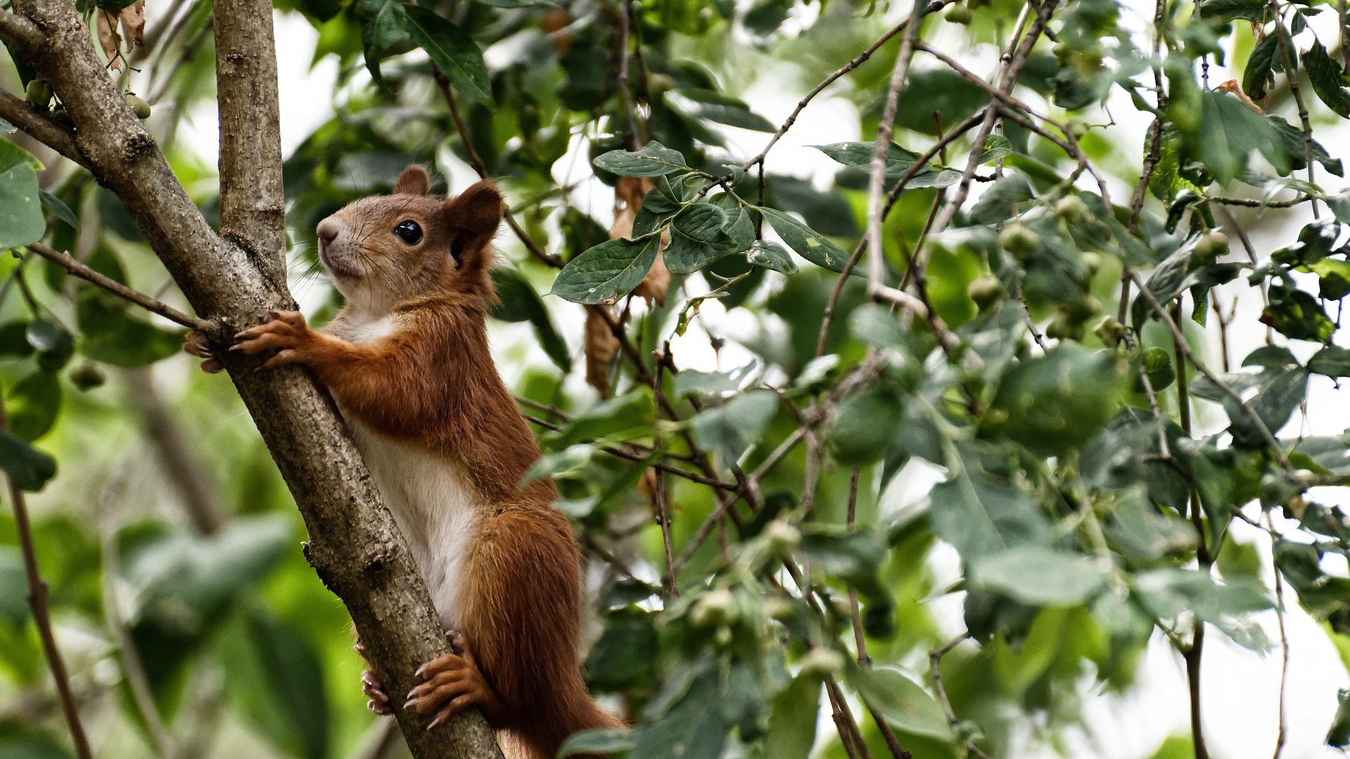 kaiyun开云体育-CBA联盟完善联赛规则 确保比赛公平，2020至2021年cba联赛规则  第1张