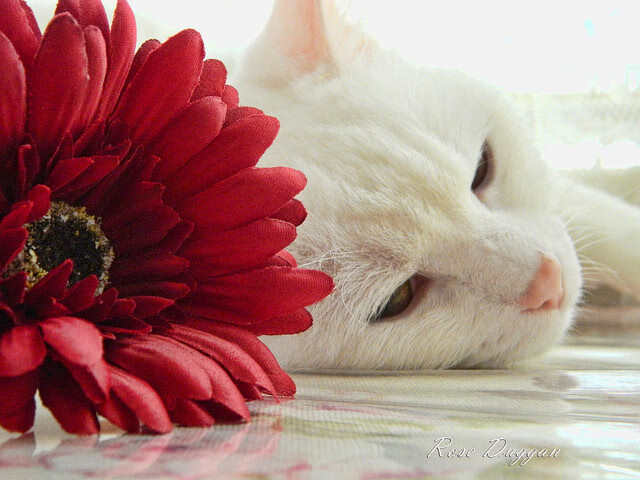 开云体育在线官网-中国女篮建立核心战术体系提升执行力,中国女篮战术分析 第2张 开云体育在线官网-中国女篮建立核心战术体系提升执行力,中国女篮战术分析 第2张