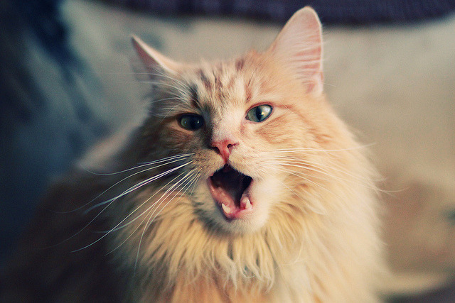 开云体育在线入口-加拿大队赛制评估：如何通过赛制安排提升战术执行力与配合，加拿大队首发