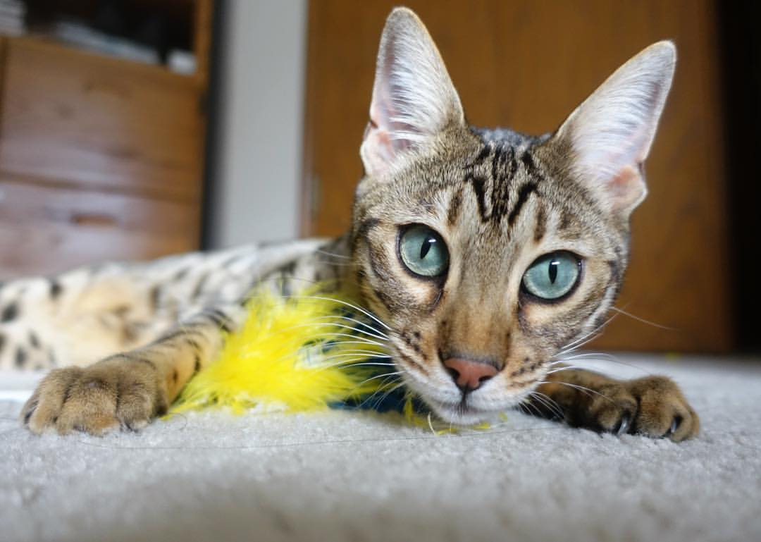 开云体育官网登入-埃及队未来规划：推动更广泛的国际赛事参与，你知道埃及战队吗