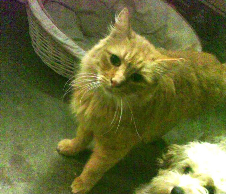 开云体育官网登入-埃及队未来规划：推动更广泛的国际赛事参与，你知道埃及战队吗