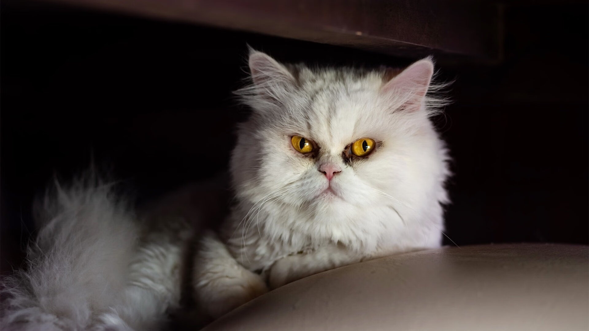 开yun官网-各大洲积极布局女子足球，未来发展潜力巨大，女子足球发展现状