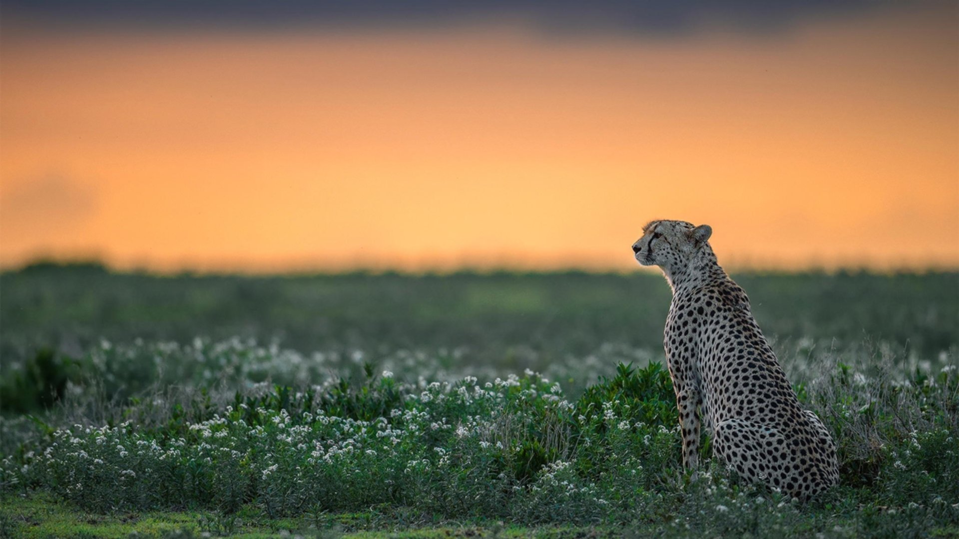 开云体育在线登入-格鲁吉亚女篮在欧洲锦标赛中表现出色,迎向国际舞台的光明未来