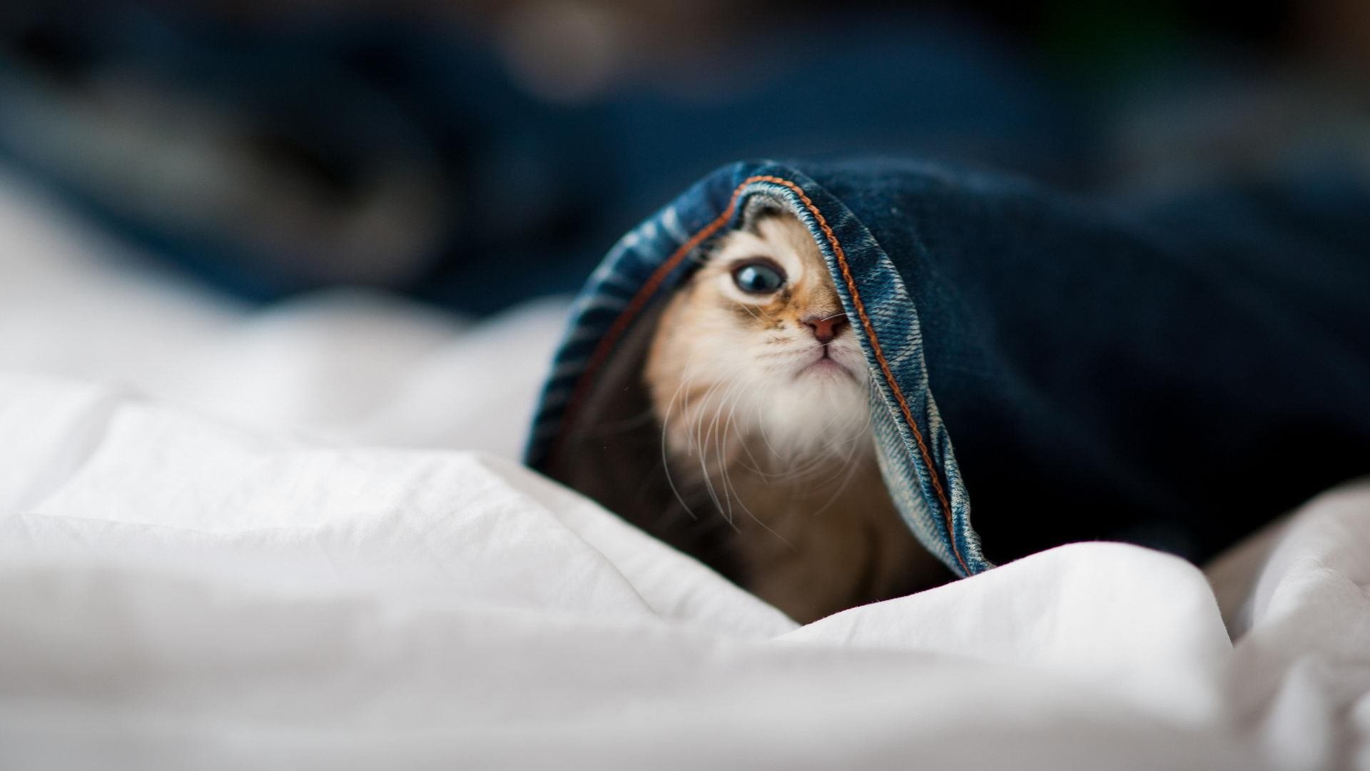 开云体育登录-立陶宛女篮在欧洲锦标赛中挺进决赛,传统强队再续辉煌,立陶宛女篮 日历